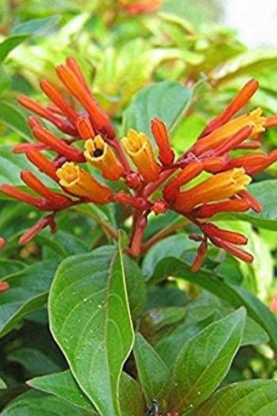 Russelia plant for hanging pots
