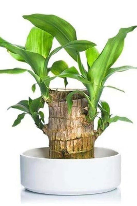 Lucky plant - Brazilian wood indoor plant