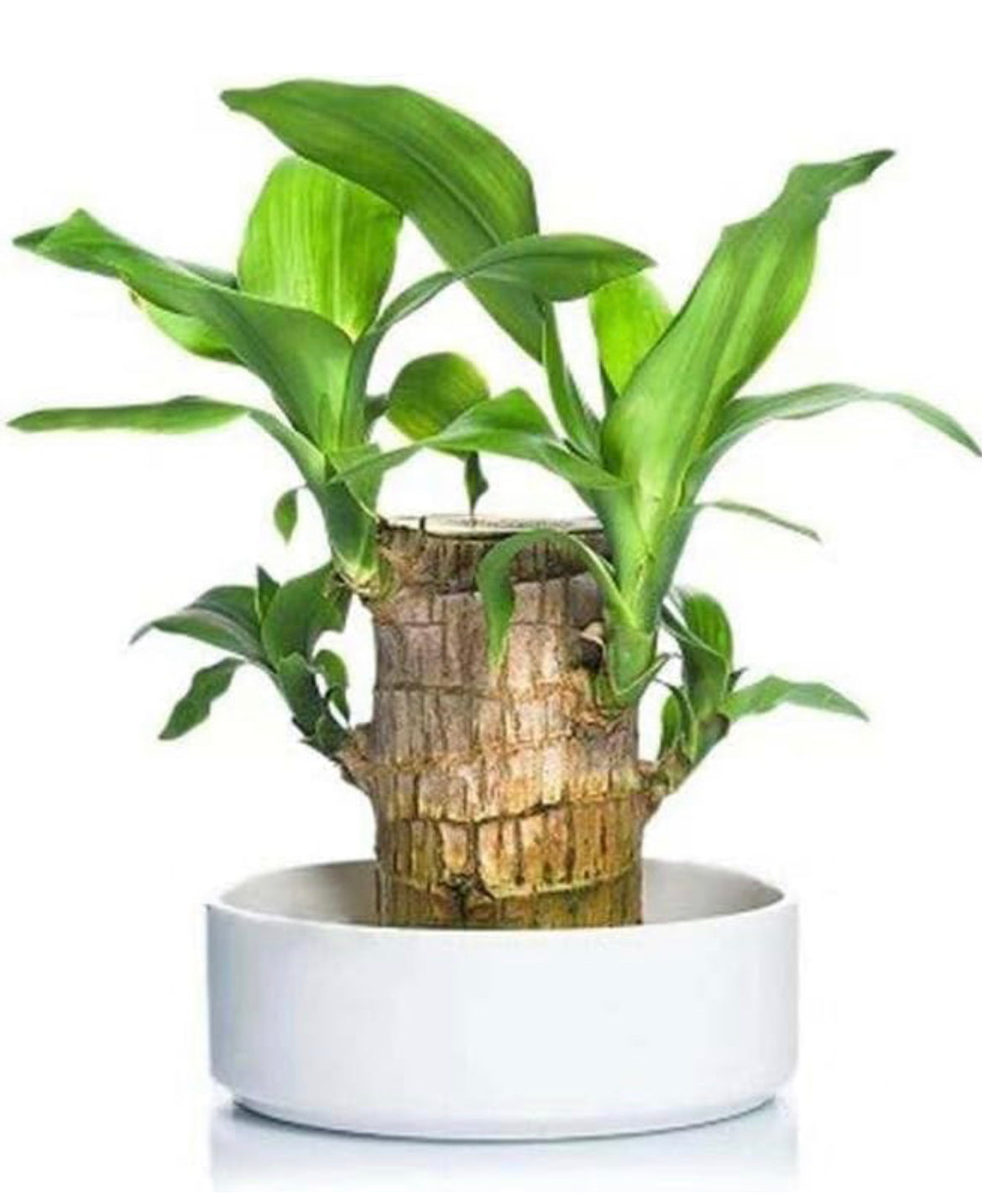 brazilian lucky bamboo Lucky Brazilian Wood Plant – Gardengram