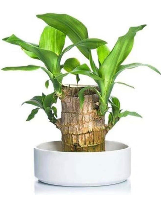 Lucky plant - Brazilian wood indoor plant