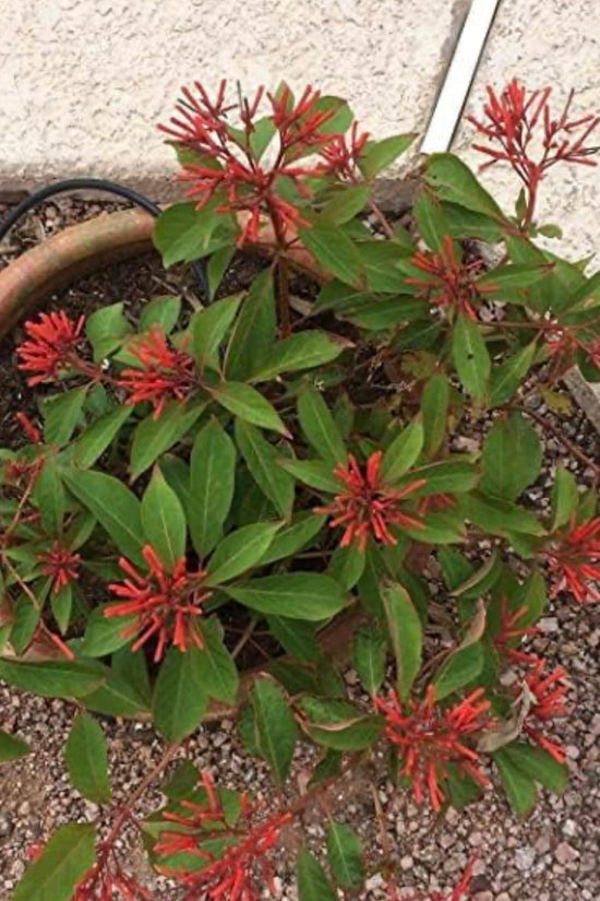 Russelia plant for hanging pots
