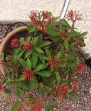 Hamelia Flower Plant with Pot - Gardengram
