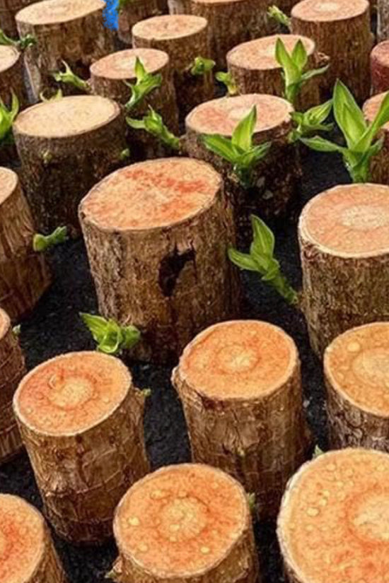 Lucky plant - Brazilian wood indoor plant