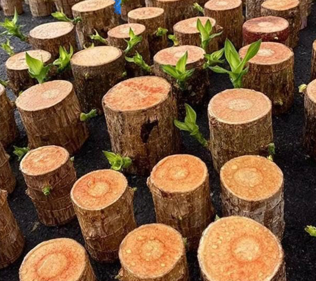 Lucky plant - Brazilian wood indoor plant