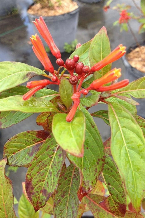 Russelia plant for hanging pots
