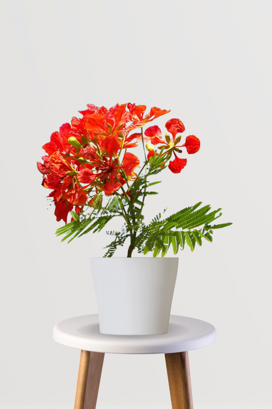 Gulmohar plant with orange flowers