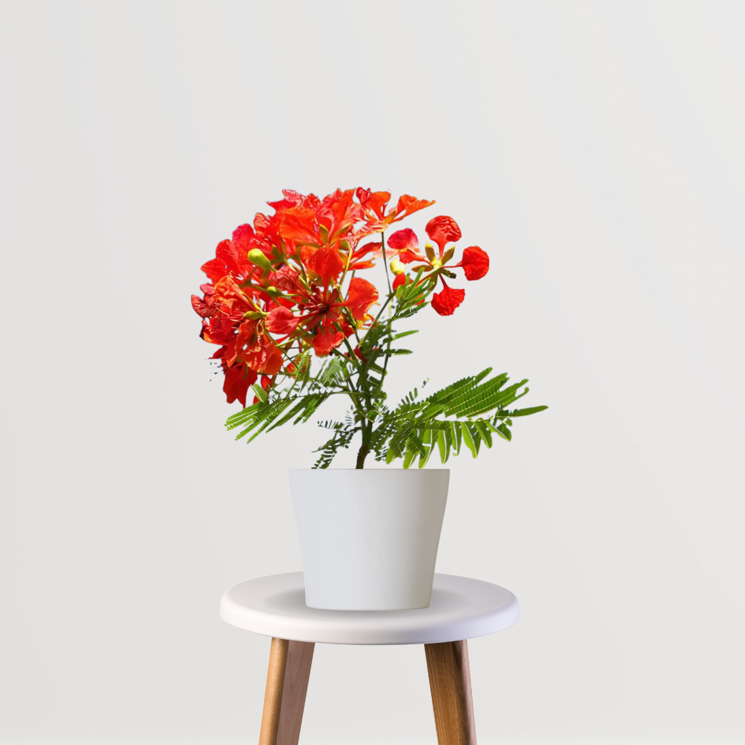Gulmohar plant with orange flowers