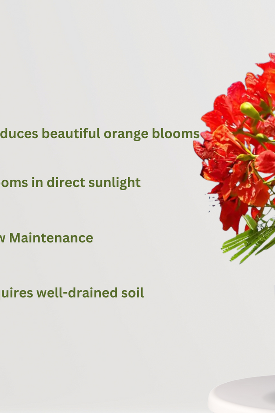 Gulmohar plant with orange flowers