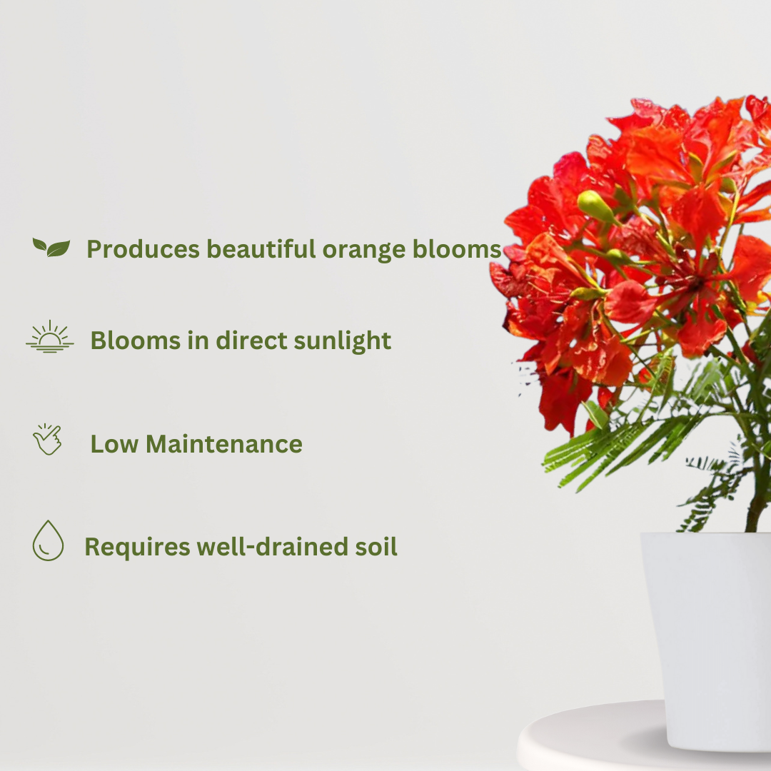 Gulmohar plant with orange flowers