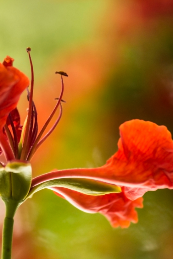 Gulmohar plant with orange flowers