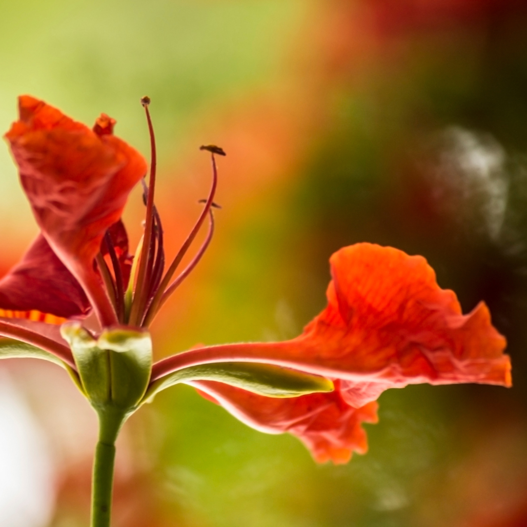 Gulmohar plant with orange flowers