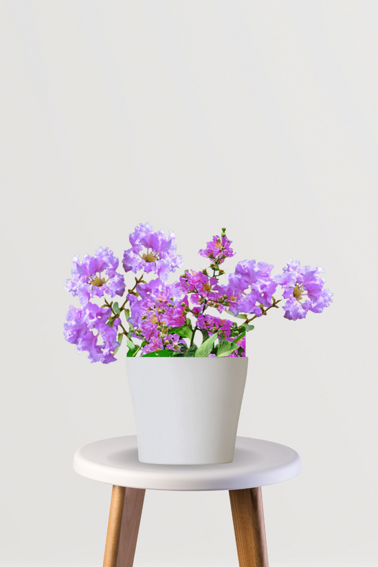 Jarul tree XL - Lagerstroemia