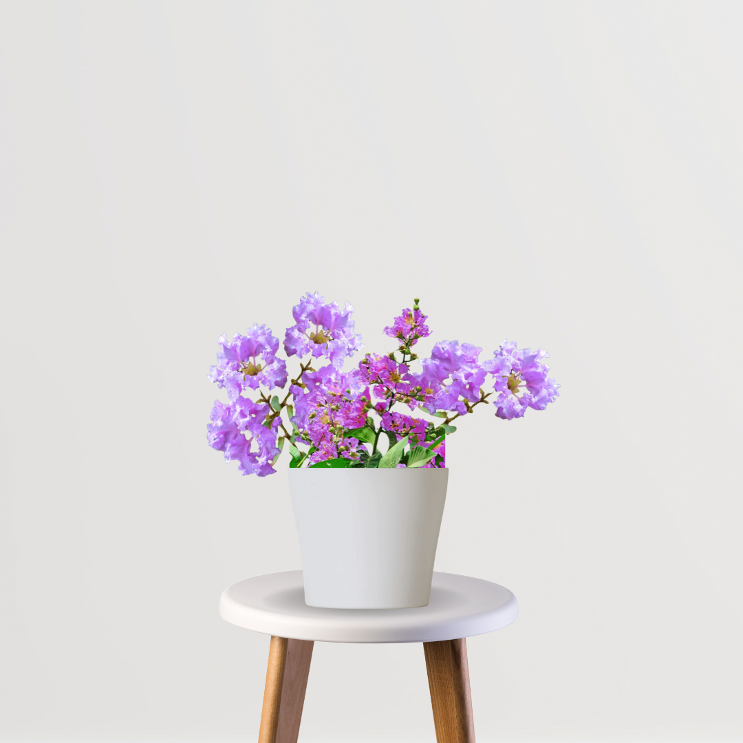 Jarul tree XL - Lagerstroemia