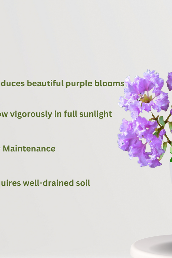 Jarul tree XL - Lagerstroemia