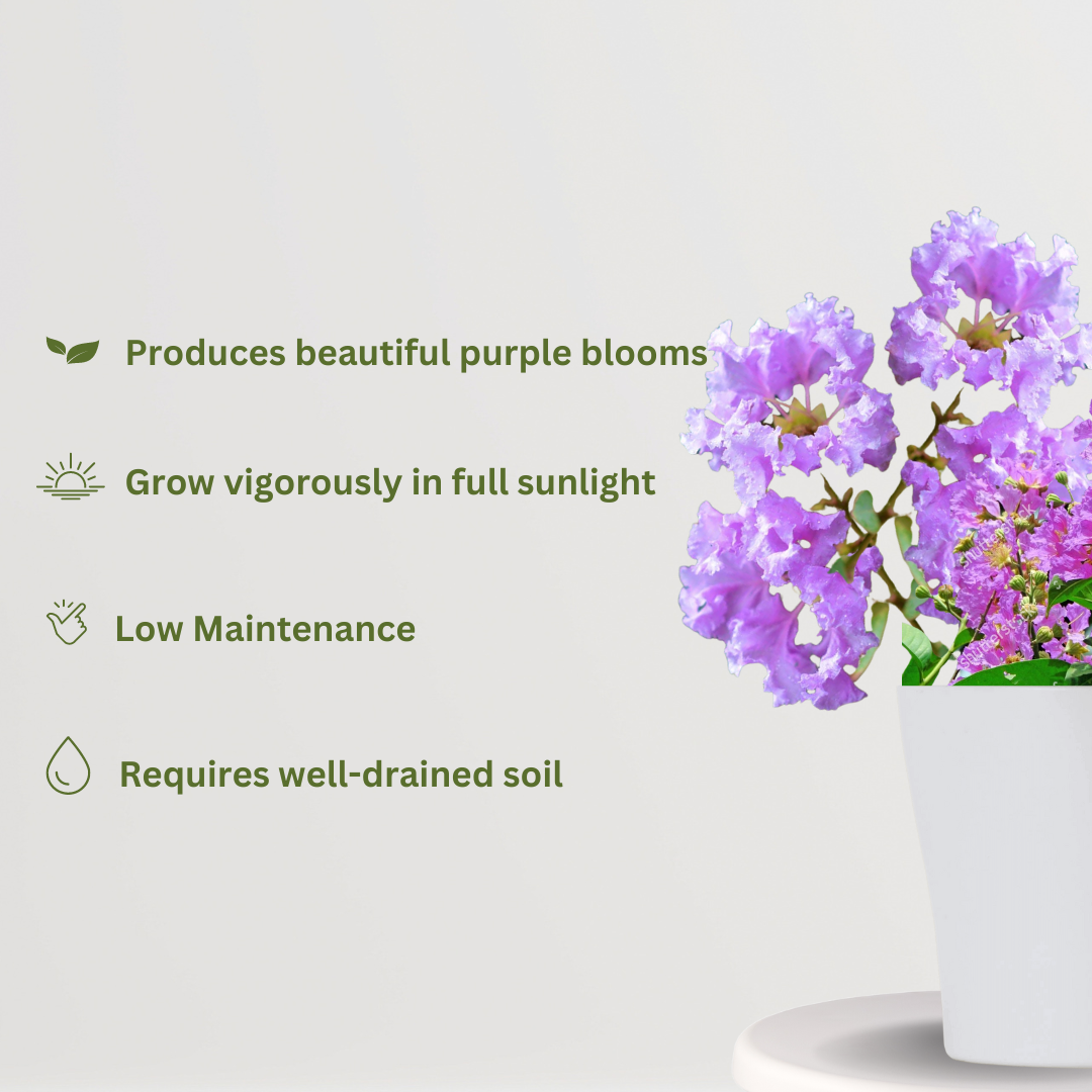 Jarul tree XL - Lagerstroemia