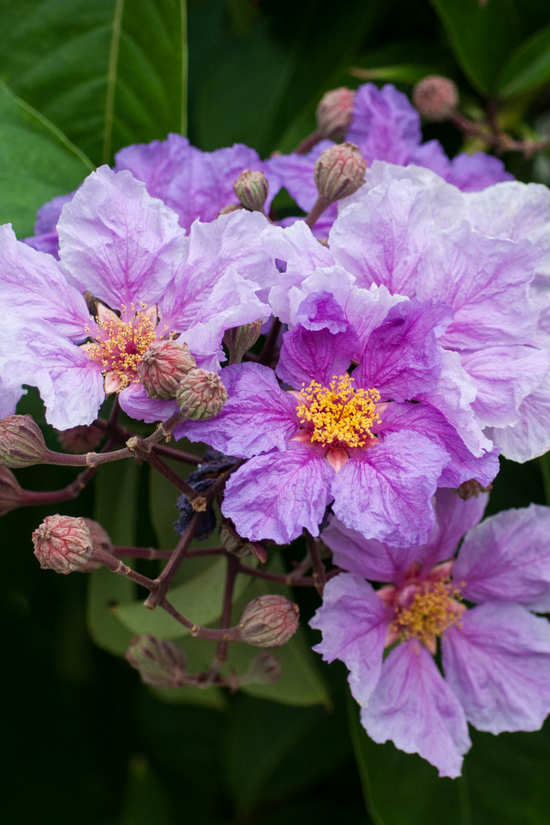 Jarul tree XL - Lagerstroemia