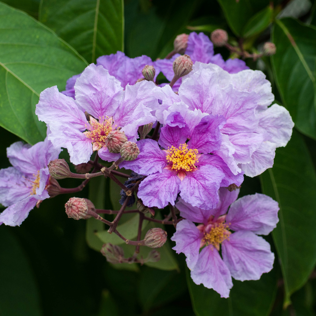 Jarul tree XL - Lagerstroemia