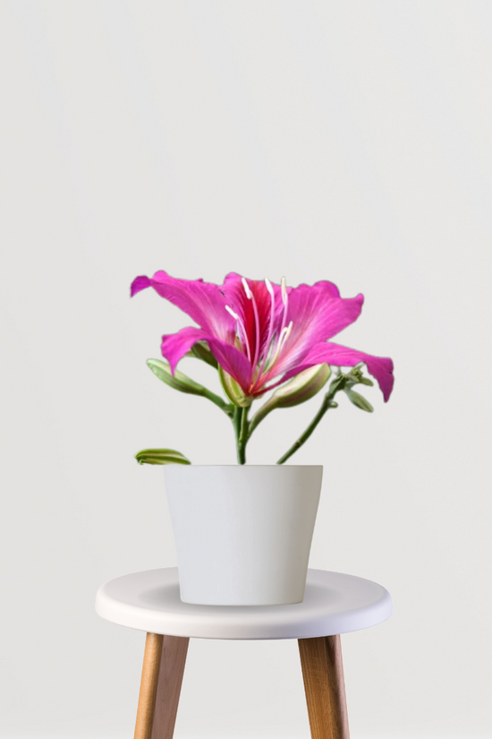 Indian Orchid - Kachnar with double leaves