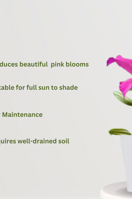 Indian Orchid - Kachnar with double leaves