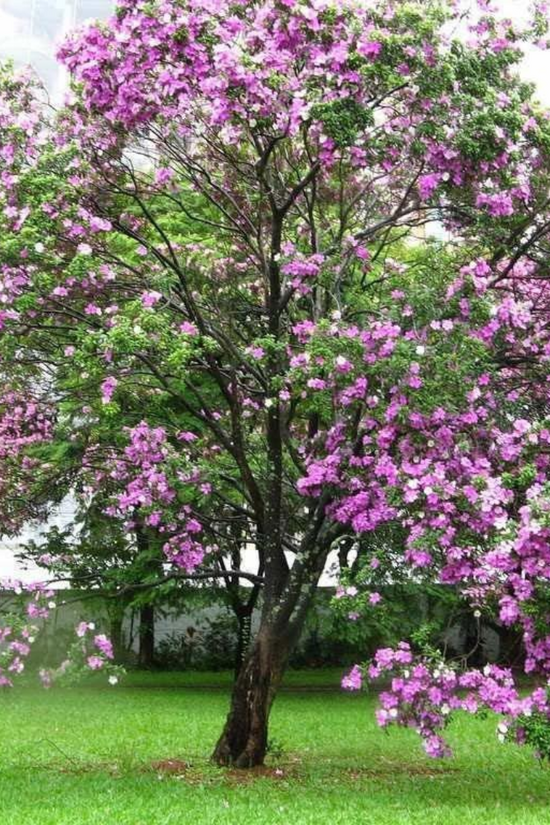 Indian Orchid - Kachnar with double leaves