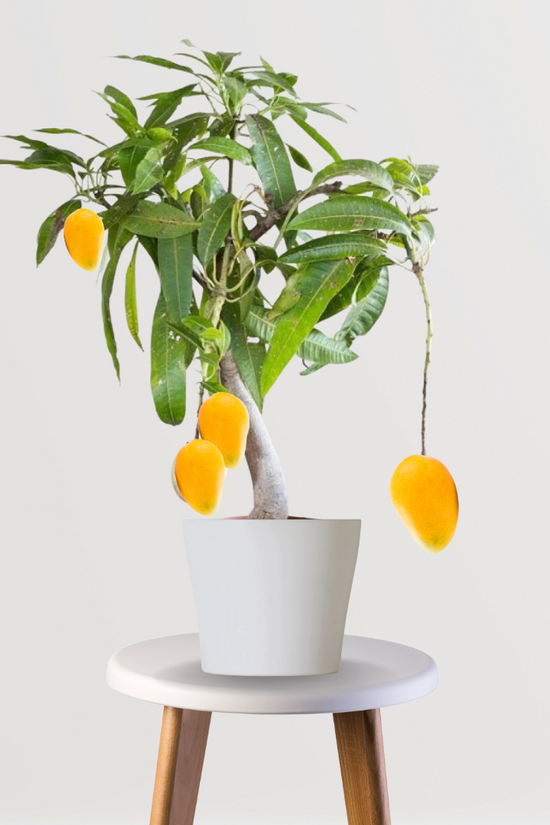 Baramasi mango plant for continuous fruiting