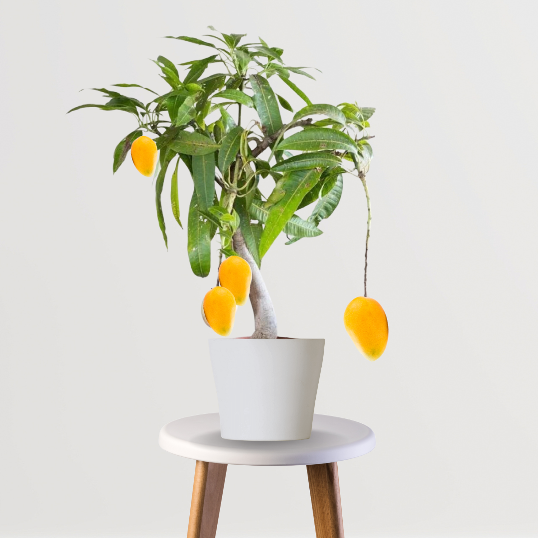 Baramasi mango plant for continuous fruiting