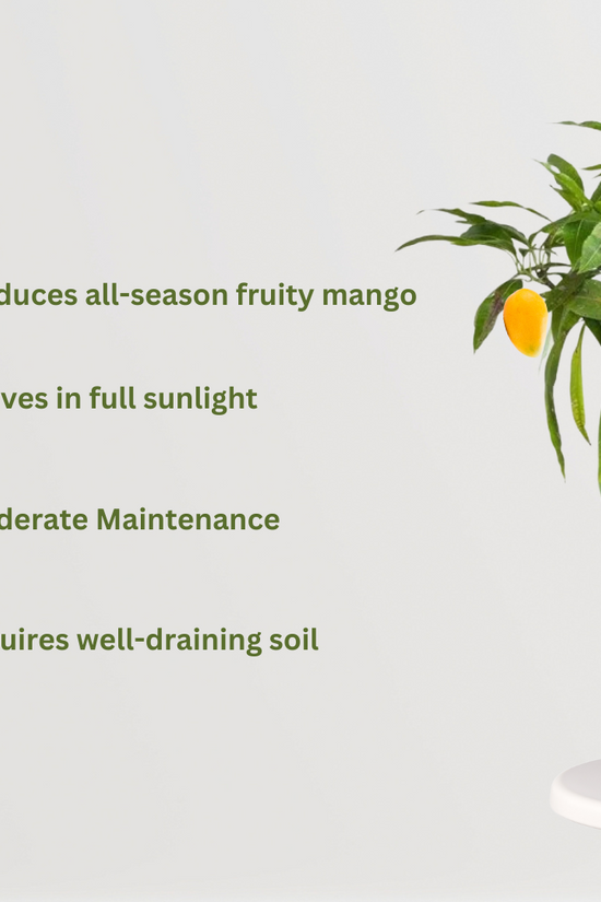 Baramasi mango plant for continuous fruiting