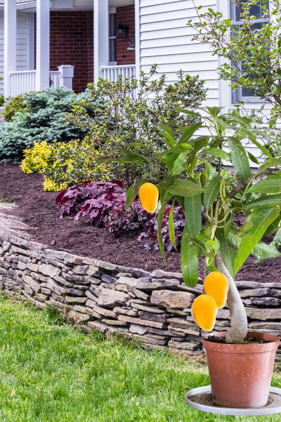 Baramasi mango plant for continuous fruiting