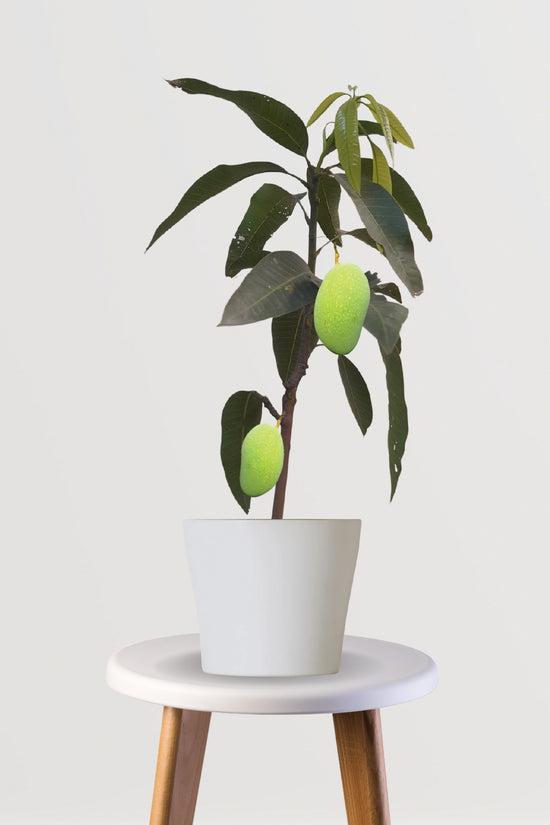 Malda mango plant sapling