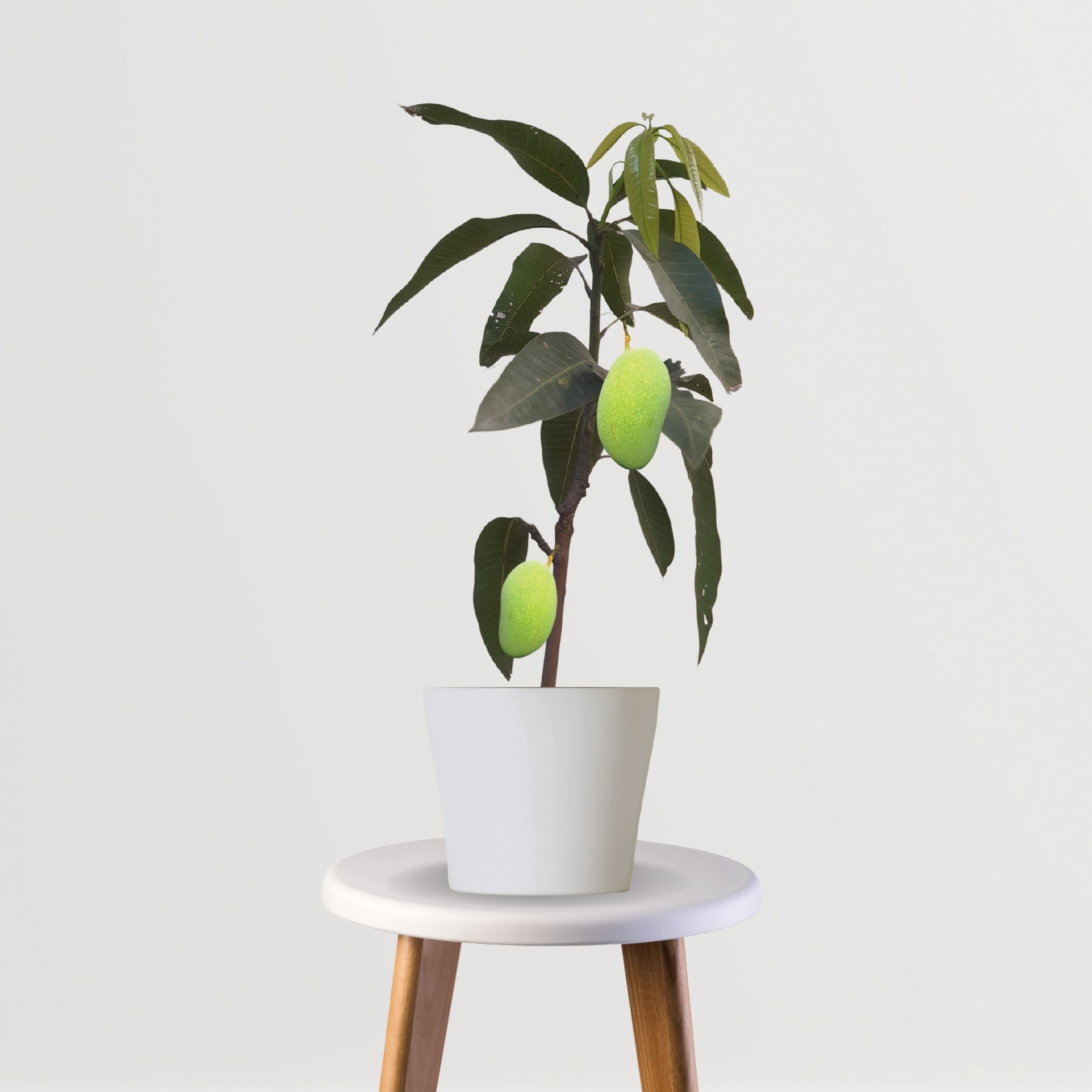 Malda mango plant sapling