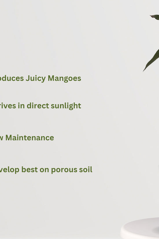 Malda mango plant sapling