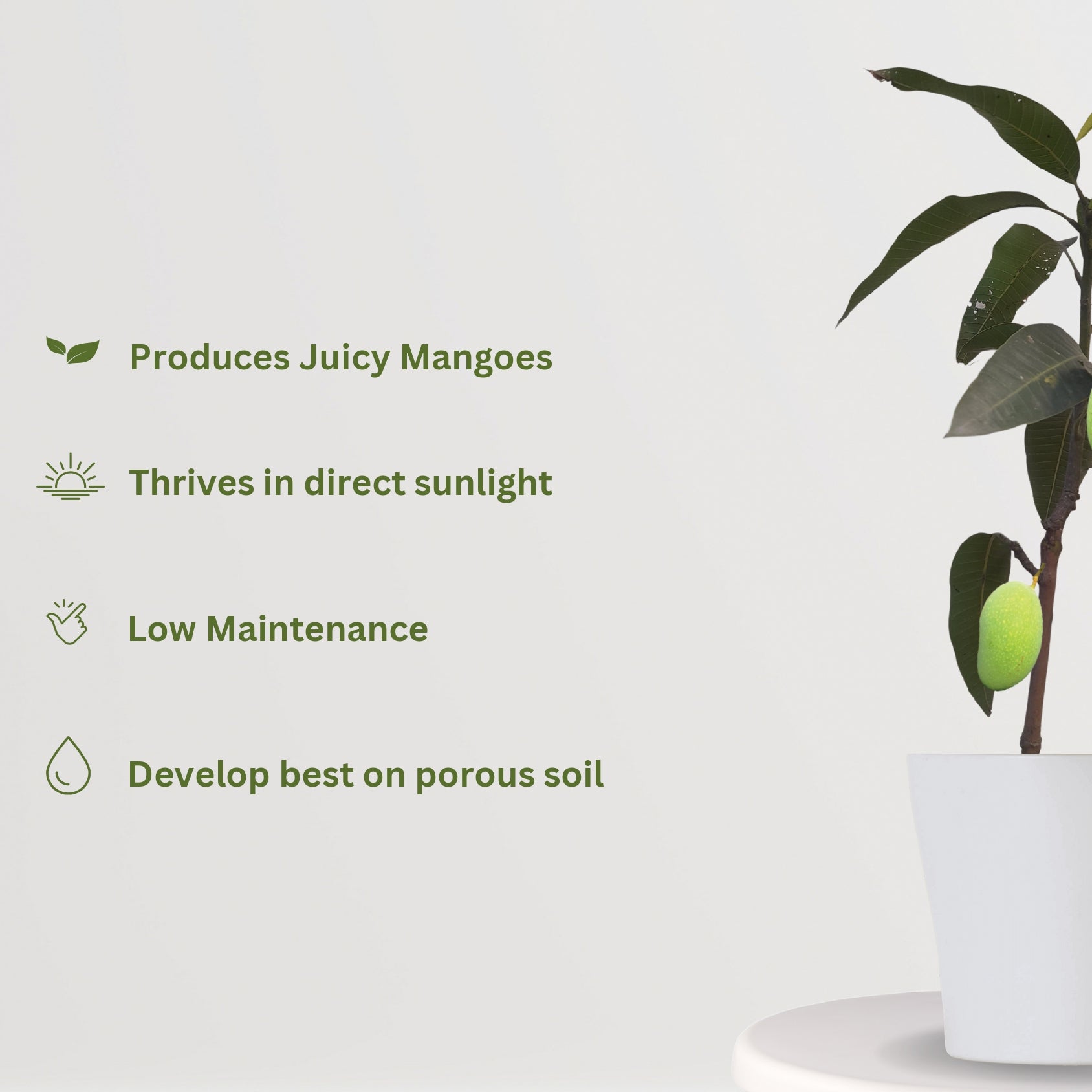 Malda mango plant sapling