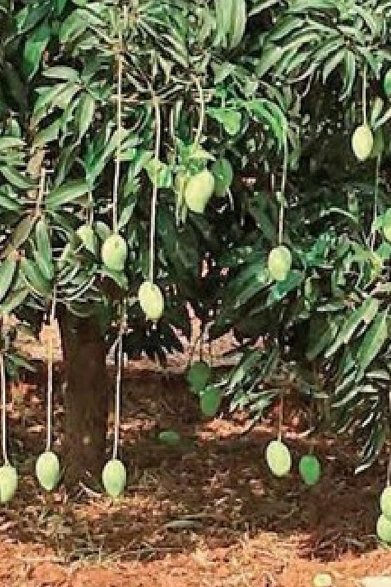 Malda mango plant sapling