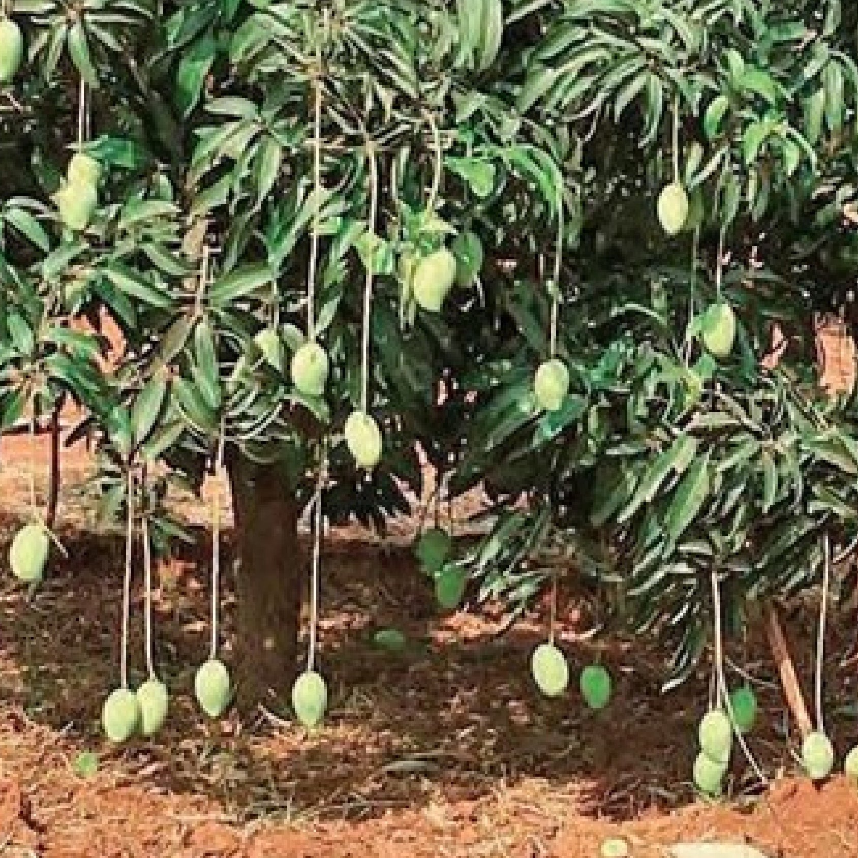 Malda mango plant sapling