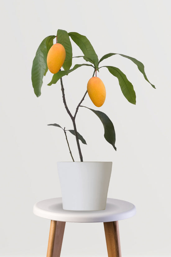 Amrapali mango tree plant