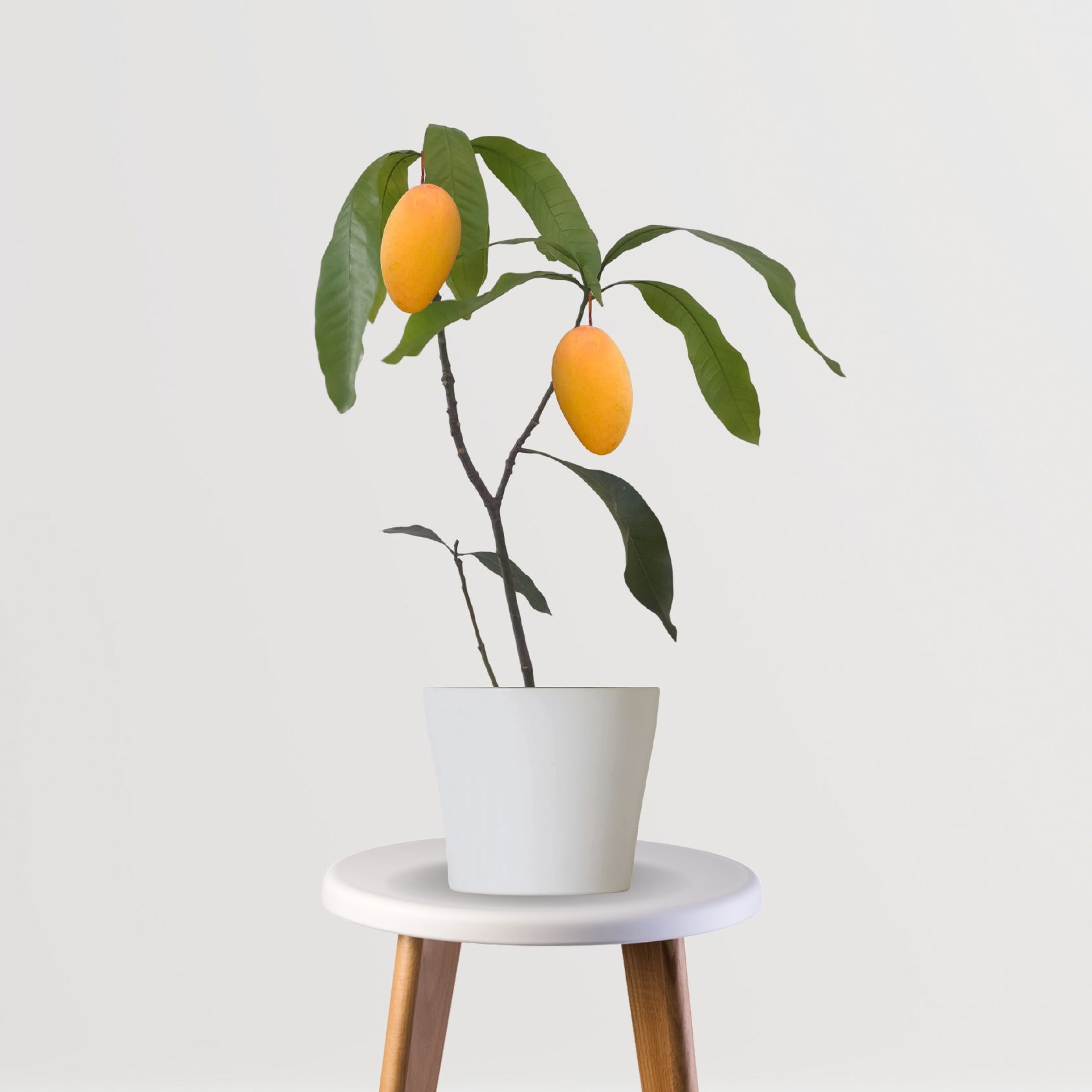 Amrapali mango tree plant