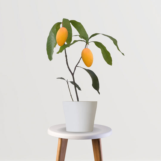 Amrapali Mango Plant