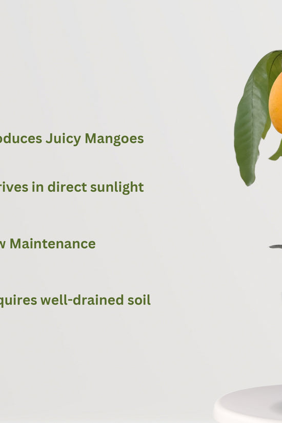 Amrapali mango tree plant