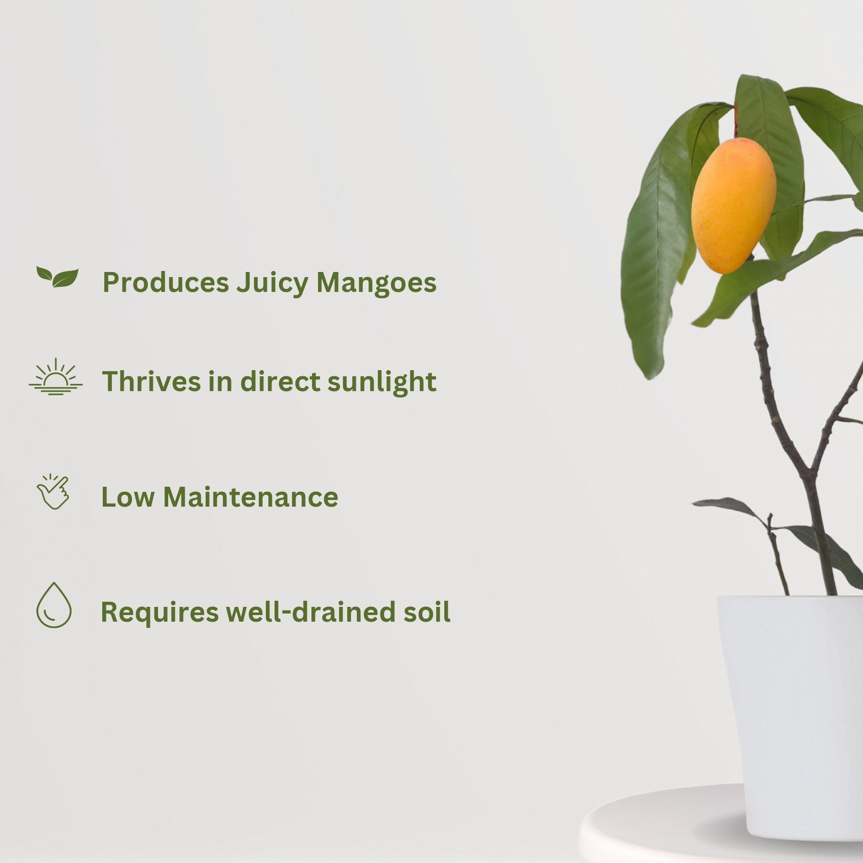 Amrapali mango tree plant