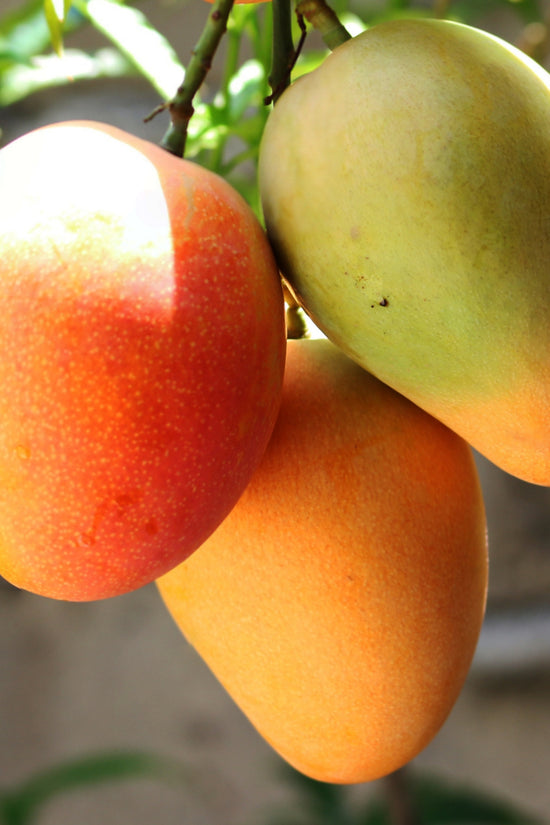 Amrapali mango tree plant