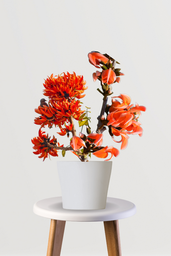 Palash tree with bright orange flowers