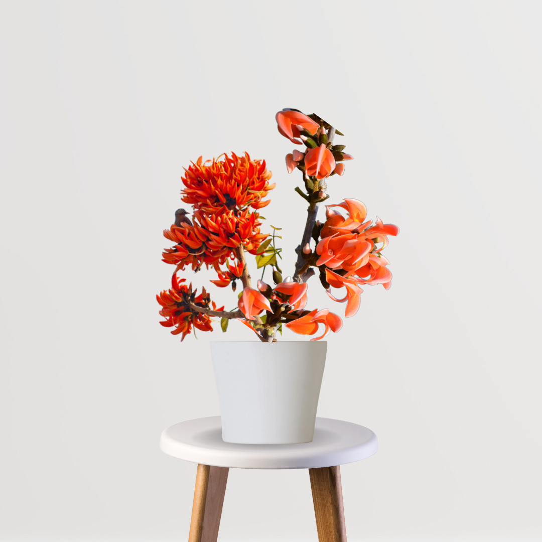 Palash tree with bright orange flowers
