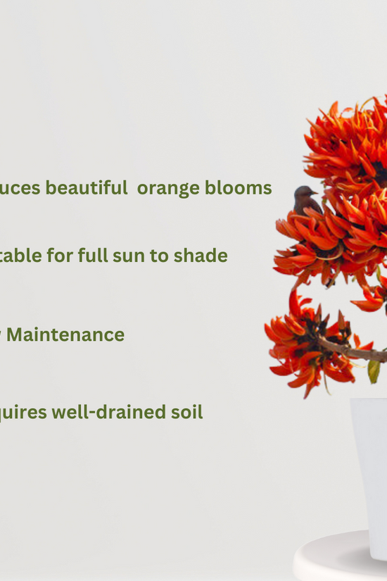 Palash tree with bright orange flowers