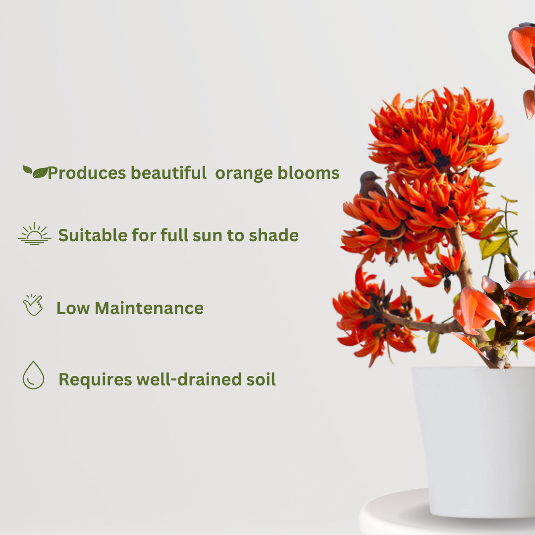 Palash tree with bright orange flowers