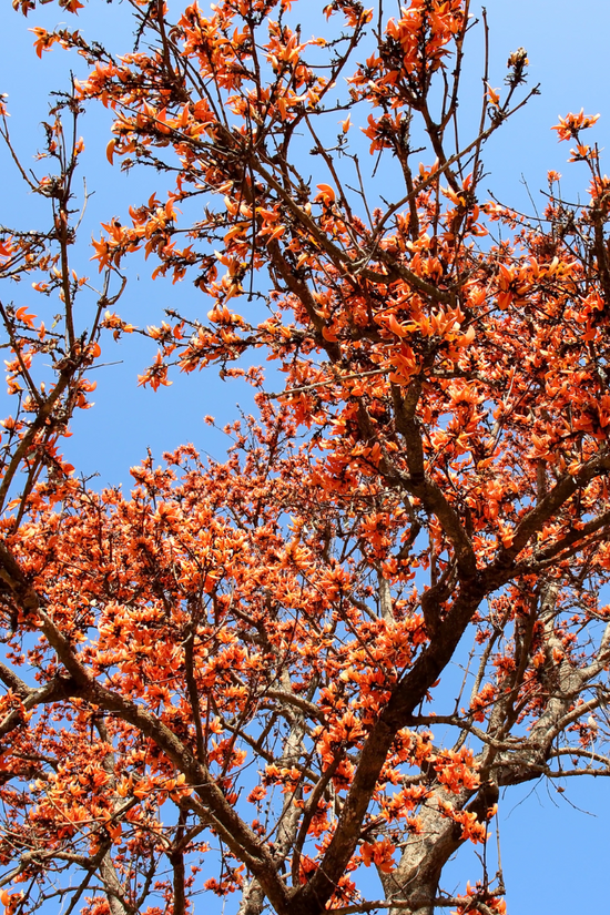 Palash tree with bright orange flowers