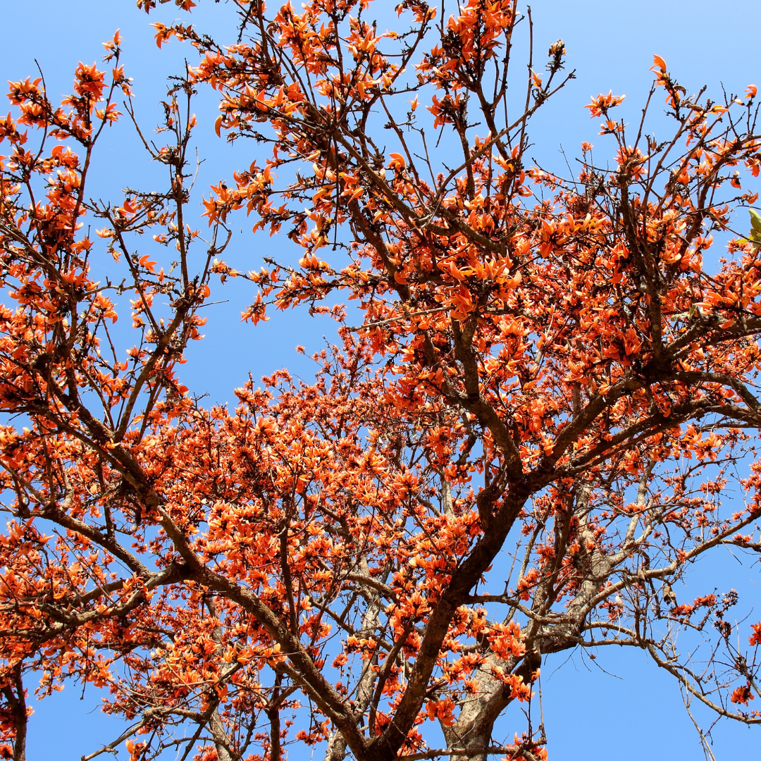 Palash tree with bright orange flowers