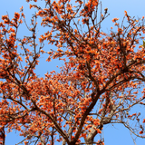 Palash Flower Plant - The Flame of the Forest