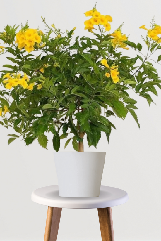 Yellow Tecoma flowering plant