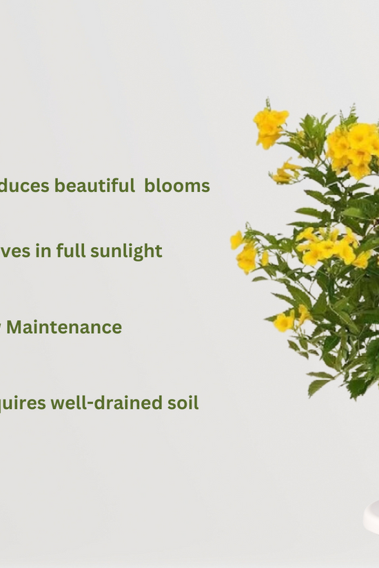 Yellow Tecoma flowering plant