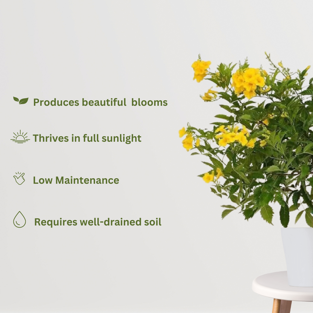 Yellow Tecoma flowering plant